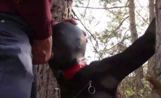 Tied to a tree on a pretty outfit, masked and outdoor deepthroat with no mercy